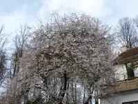P1000039Blutpflaume.webp