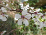 P1000042Blutpflaume.JPG