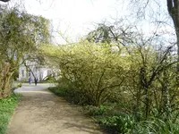 P1000045Scheinhasel.JPG