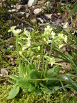 P1000047Schlüsselblume.JPG