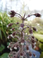 P1000048Pestwurz.webp