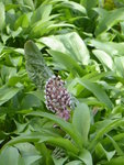 P1000049Pestwurz.JPG