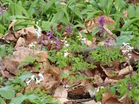 P1000051Lerchensporn.webp