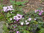 P1000052Leberblümchen.JPG