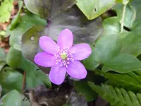 P1000053Leberblümchen.JPG