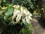 P1000056Japanische Lavendelheide.JPG