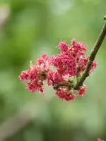 P1000070Rot-Ahorn.JPG