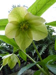 P1000054Lenzrose.JPG