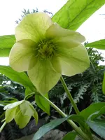 P1000054Lenzrose.webp