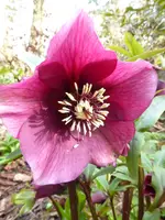 P1000055Lenzrose.JPG