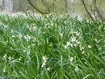 P1000071Sommerknotenblume.JPG
