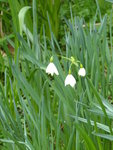 P1000072Sommerknotenblume.JPG