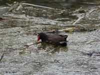 P1000074Teichhuhn.JPG