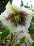 P1000075Lenzrose.JPG