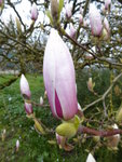 P1000076Magnolie.JPG
