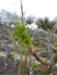 P1000079Schwarze Johannisbeere.JPG