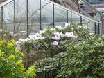 P1000082Rhododendron.JPG