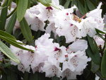 P1000083Rhododendron.JPG