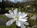 P1000085Sternmagnolie.JPG