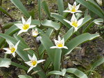 P1000088Wildtulpe.JPG