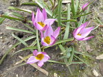 P1000090Tulipa humilis.JPG