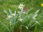 P1000092Tulipa turcestanica.JPG