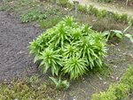 P1000094Kaiserkrone.JPG
