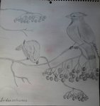 Seidenschwanz.JPG