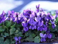 image005.jpg