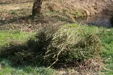 Rosenschnitt  0120.webp