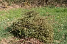 Rosenschnitt  0220.webp