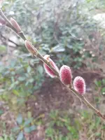 20200321_165605.webp 20200321_165605.webp