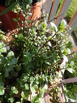 P1000110.JPG
