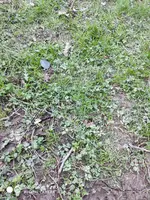 IMG_20200322_073111.webp
