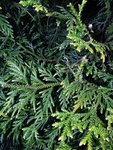 IMG_20200324_191810998.jpg