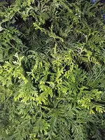 IMG_20200324_191818906.jpg