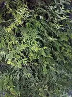 IMG_20200324_191831548.jpg