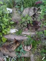 DSCF2449.JPG