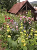 beet phlomis (3).JPG