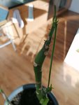 IMG_20200324_163335.jpg