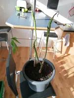 IMG_20200324_163344.webp