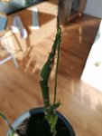IMG_20200324_163405.jpg