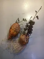 2020-03-25 Süßkartoffeln.webp