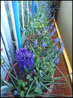 c034.webp