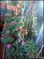 c035.webp