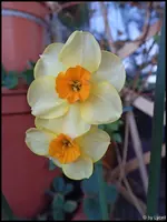 c036.webp