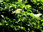 P1020120.JPG