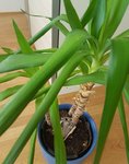 Palme.jpeg