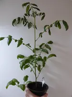 P1000130Rote Chinesische Coctailtomate.webp