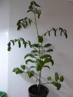 P1000131Gelbe Chinesische Coctailtomate.webp